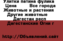 Улитки патина фулика › Цена ­ 10 - Все города Животные и растения » Другие животные   . Дагестан респ.,Дагестанские Огни г.